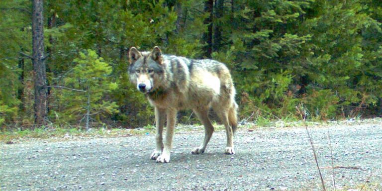 Lobo considerado extinto fue captado en el norte de Francia