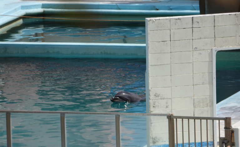 honey delfin fallecida en cautiverio