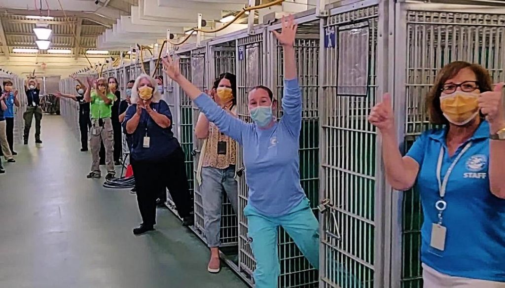 refugio sin animales todos adoptados