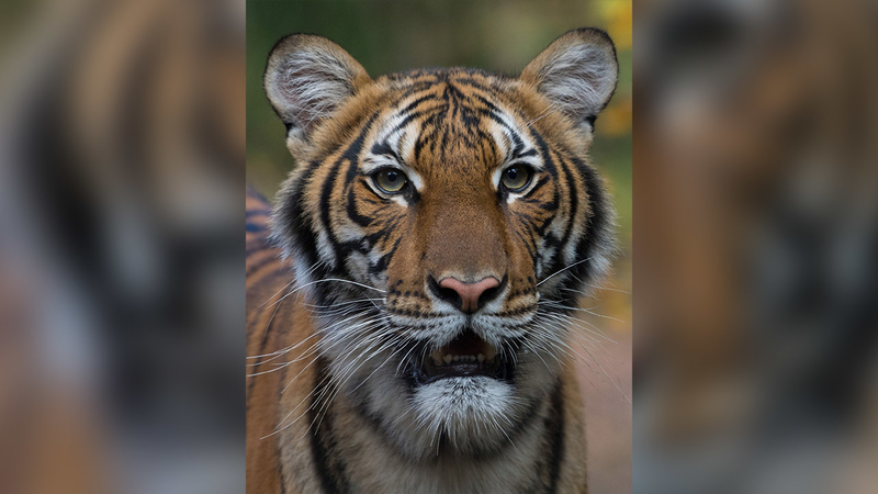 tiger covid zoo estados unidos2