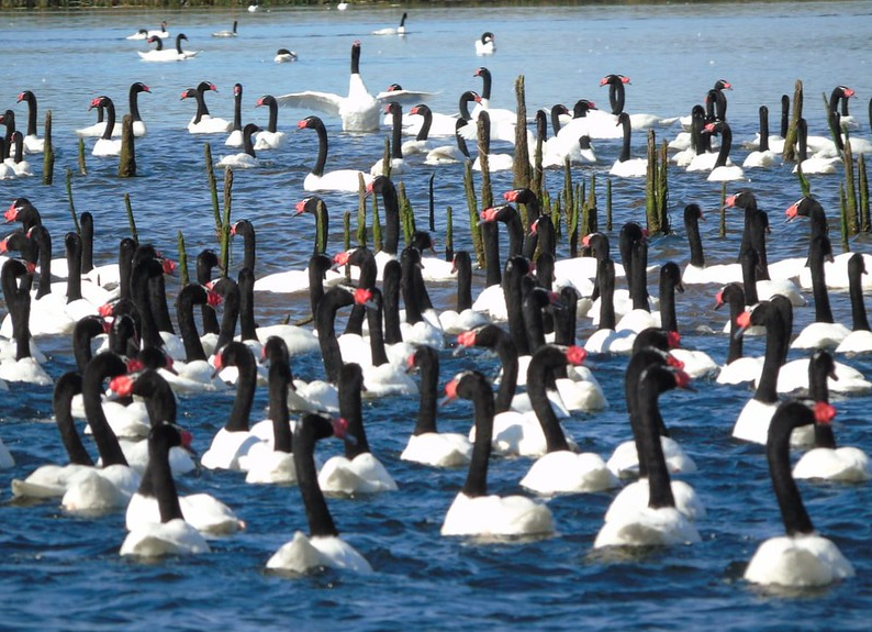 cisnes cuello negro valdivia2