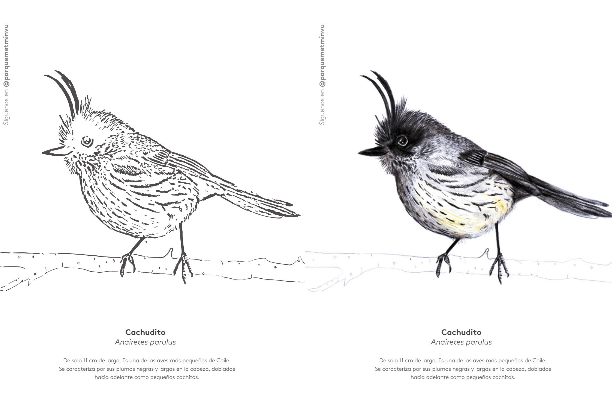 actividades parque metropolitano