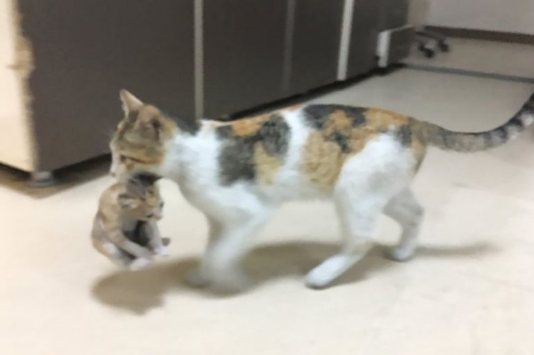 gato hospital estambul