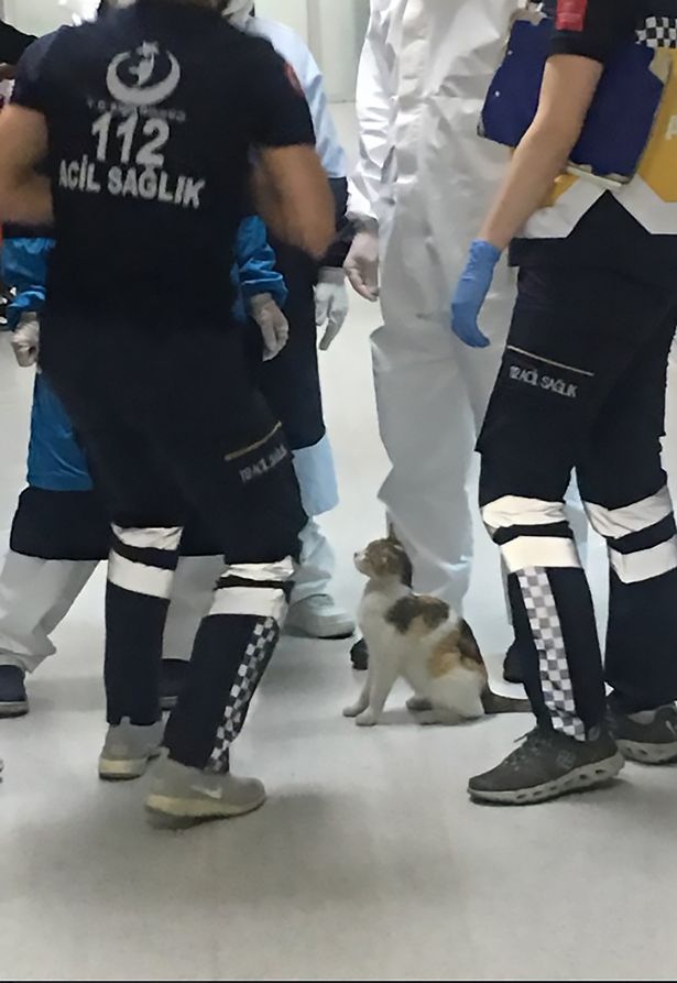 gato hospital estambul