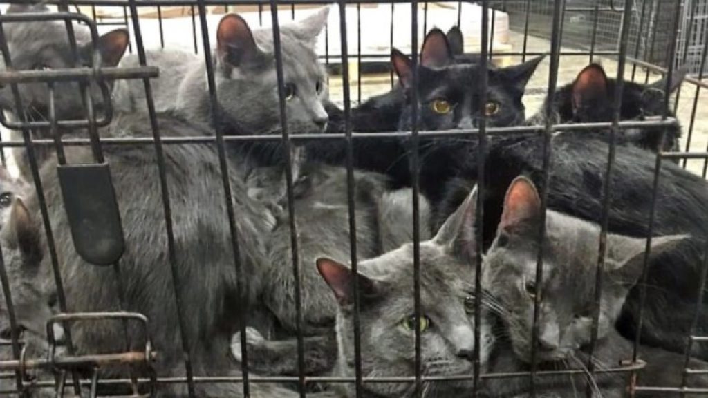 700 gatos enjaulados