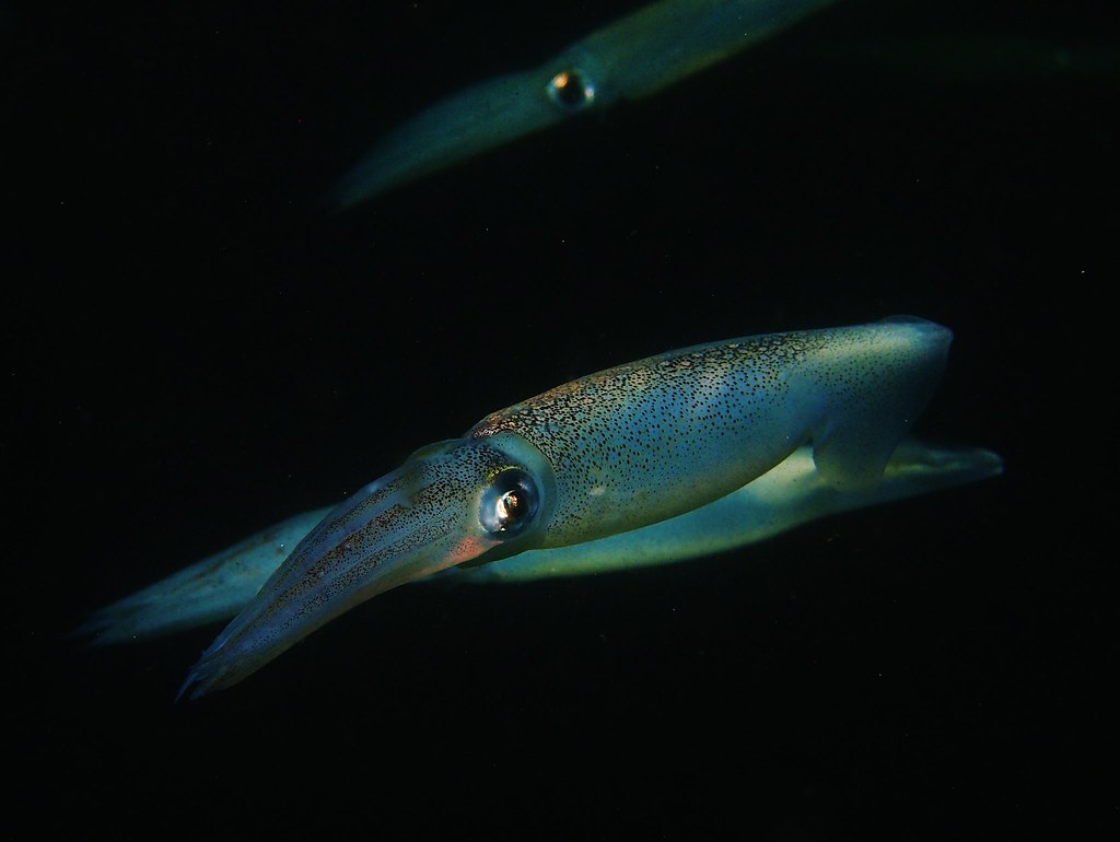 invisibilidad humanos por calamres