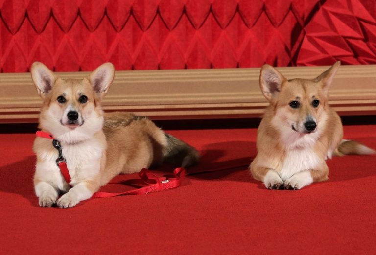 reina isabel II corgis