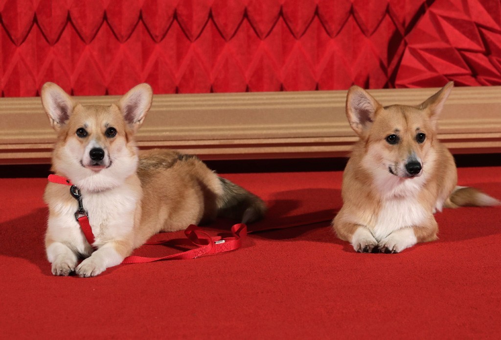 reina isabel II corgis