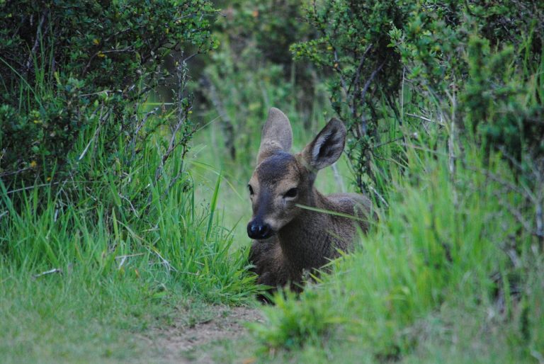 huemul