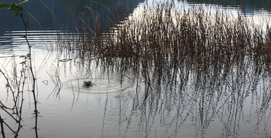 huillin Ernesto Lagos