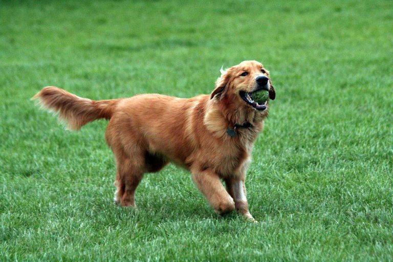 golden retrievers los perros mas inteligentes del mundo entero
