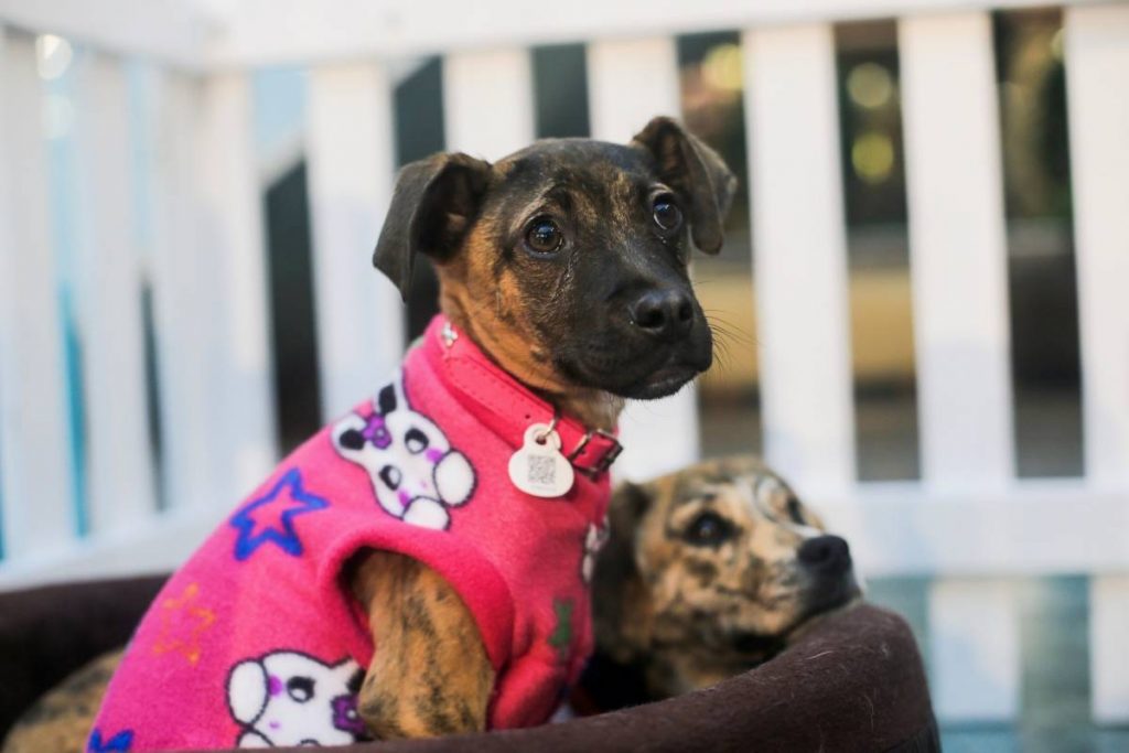 adopcion perros nuñoa cuarentena3