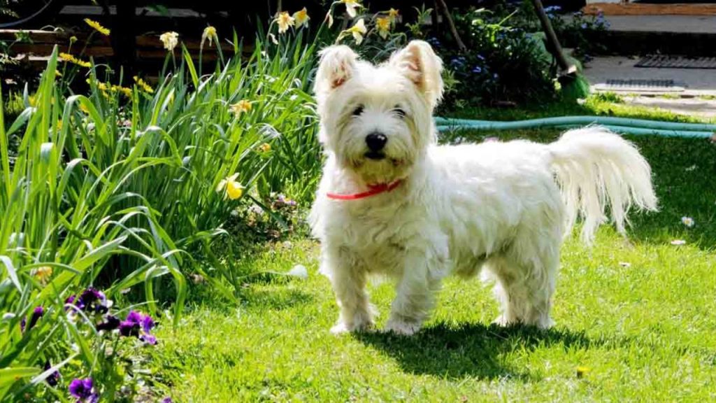 West Highland white terrier