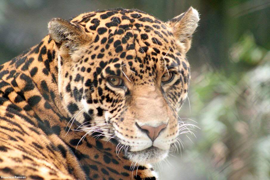 zoonosis recomendaciones para evitarla 5