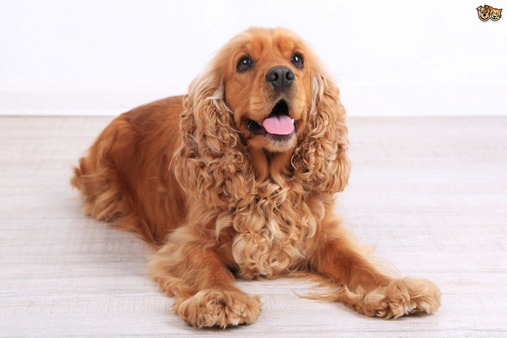 Cocker spaniel