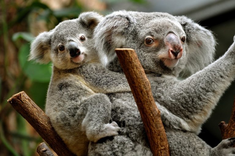 baby koalas