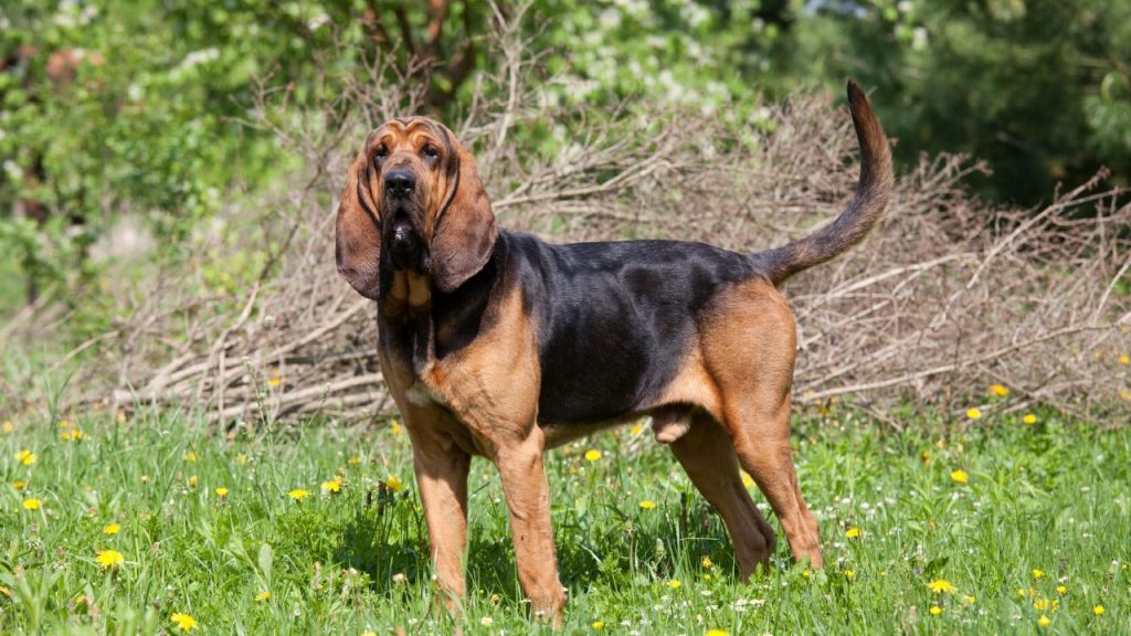 Bloodhound
