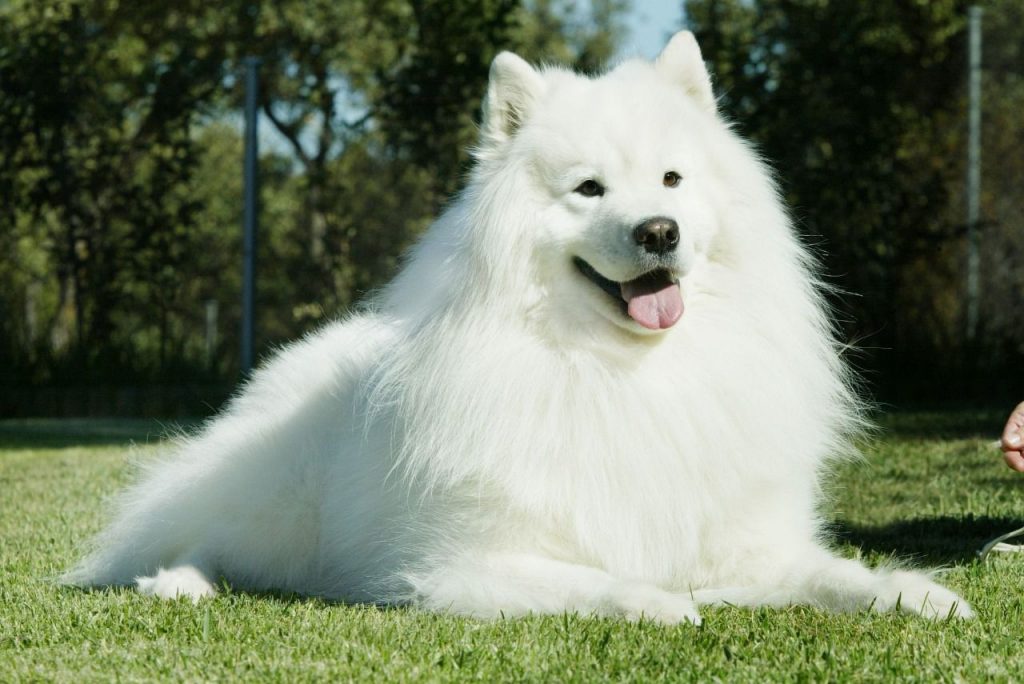 Samoyedo