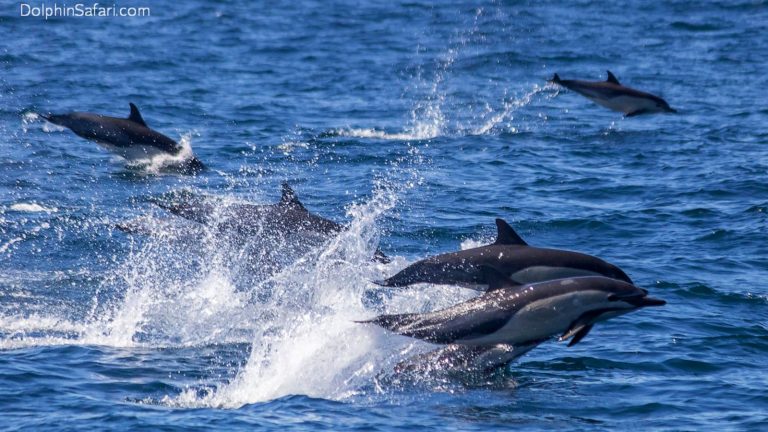 estampida delfines