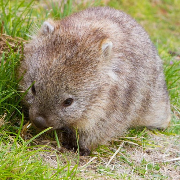 Wombats