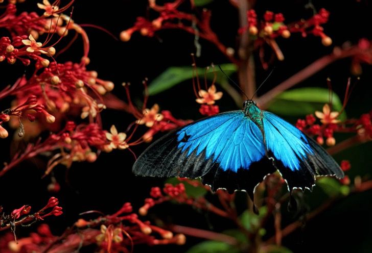 La gran mariposa azul