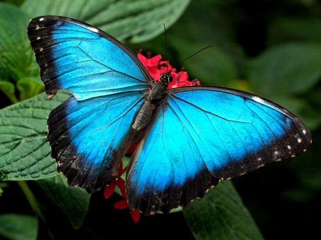 la gran mariposa azul