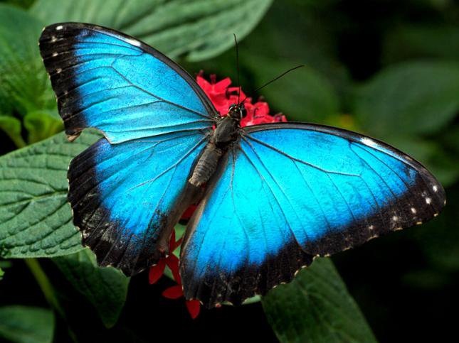 la gran mariposa azul