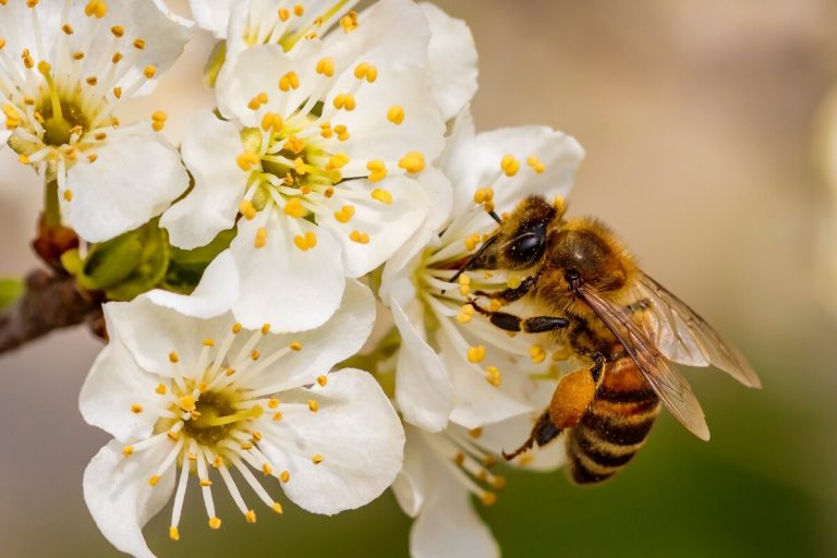 Veneno de abeja cáncer