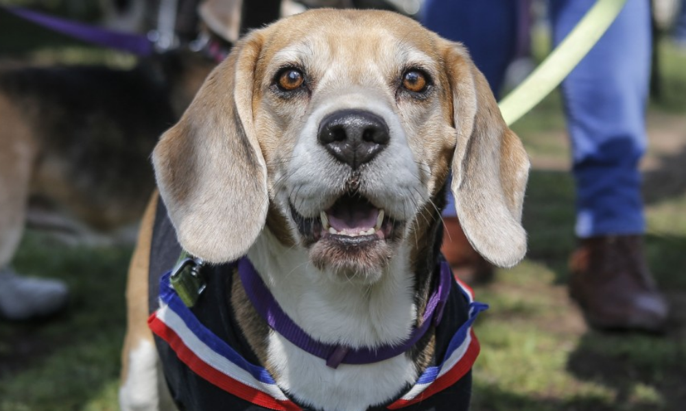 Mascotas Fiestas Patrias