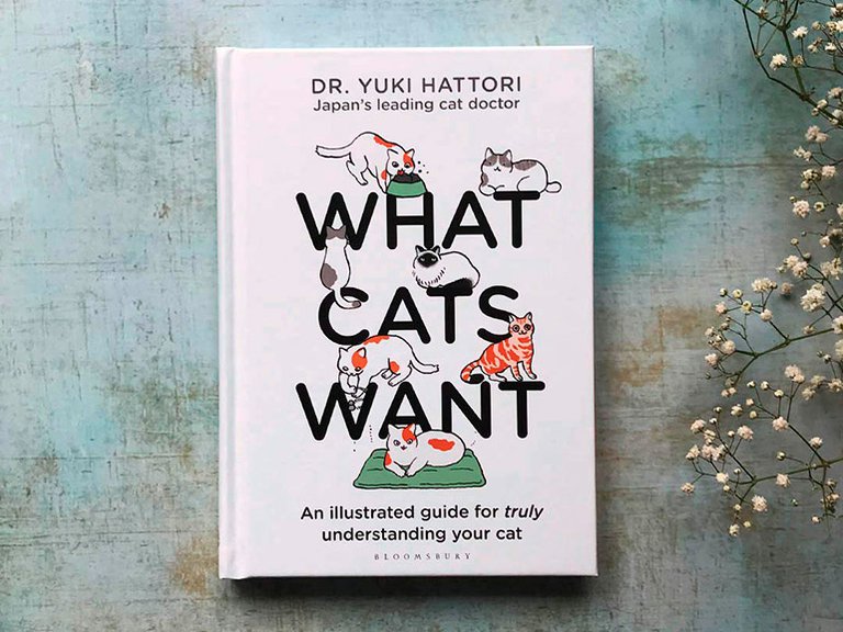 10 reglas para entender a los gatos, según veterinario "gurú" de Japón ...