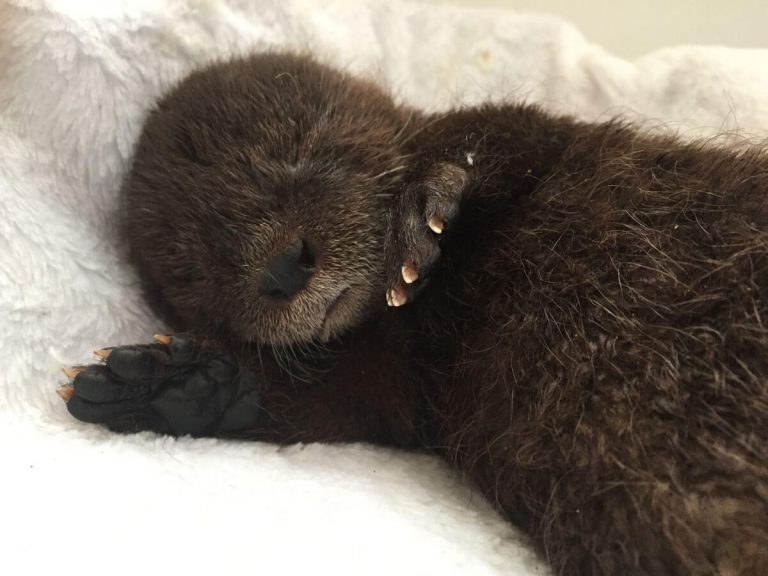 ¡Qué tierno! Chungungo bebé se hace viral luego de ser rescatado