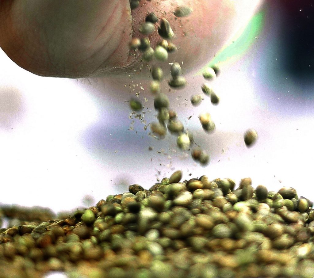 Expoweed 2020 online