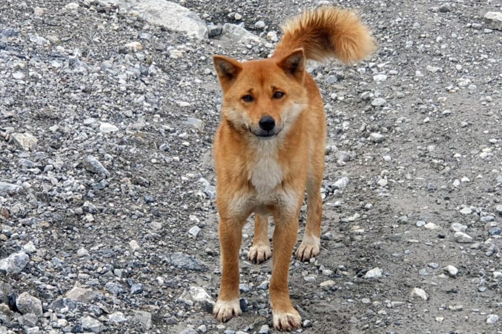 Raza perros cantores