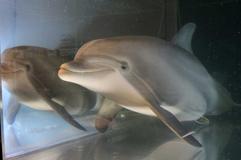 delfín robot