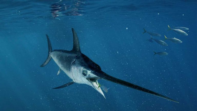 Tiburón v/s Pez espada?: inéditos enfrentamientos entre especies — Rock&Pop
