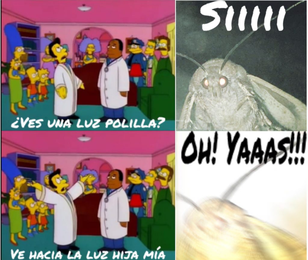 meme polillas