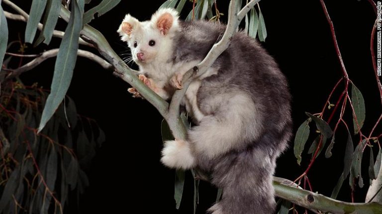 australia marsupiales