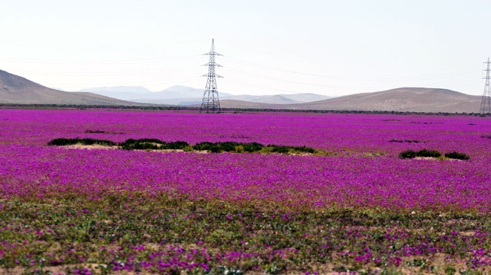 Empresa eléctrica construyó torres de alta tensión en el Desierto Florido