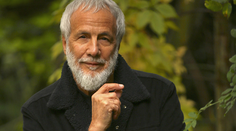 cat stevens festival