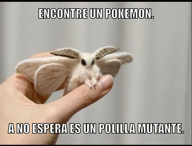 meme polillas