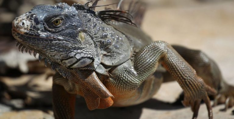 iguanas miami