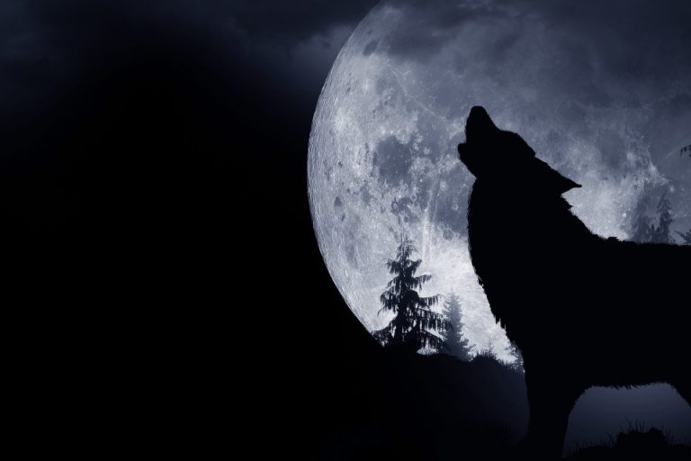 luna llena de lobo