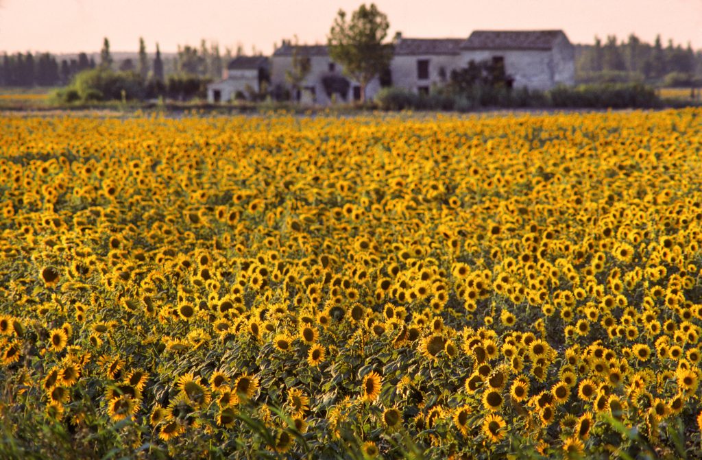 sonidos de campo patrimonio sensorial francia