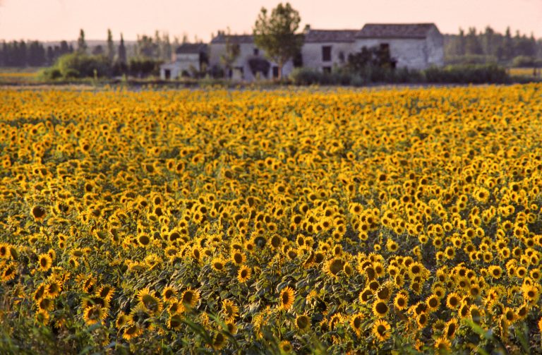 sonidos de campo patrimonio sensorial francia