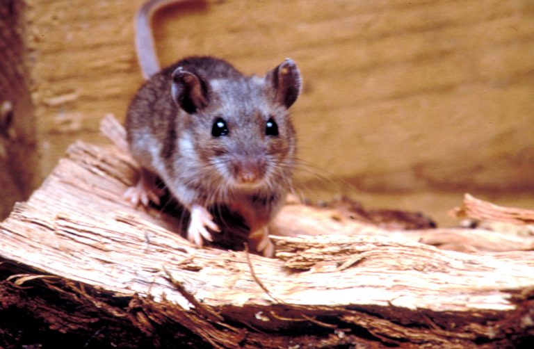 hantavirus