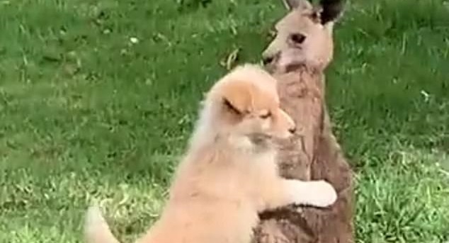 Amigos para siempre? Video de cachorrito dándole un abrazo a un canguro bebé  se hace viral — Rock&Pop
