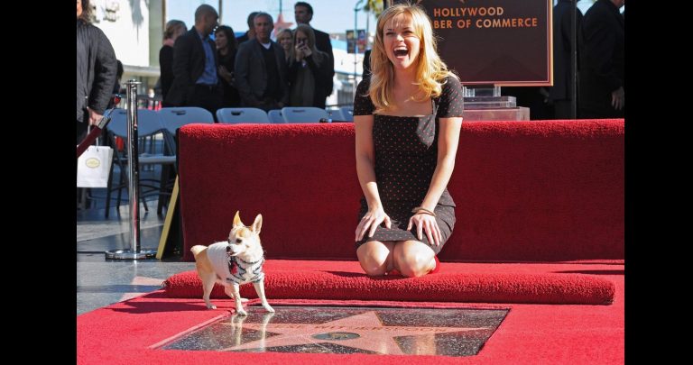 paseo de la fama hollywood