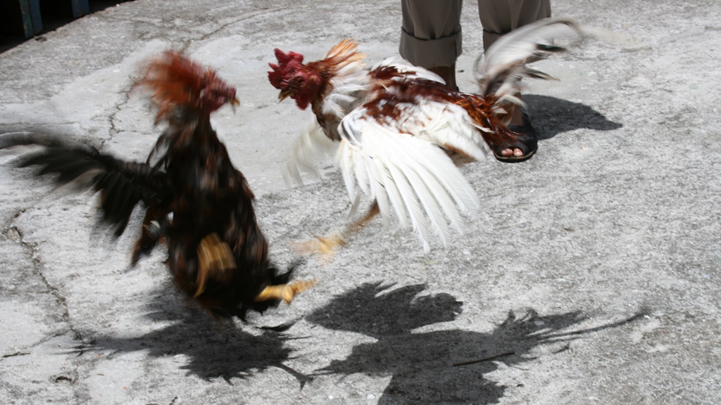 pelea de gallos