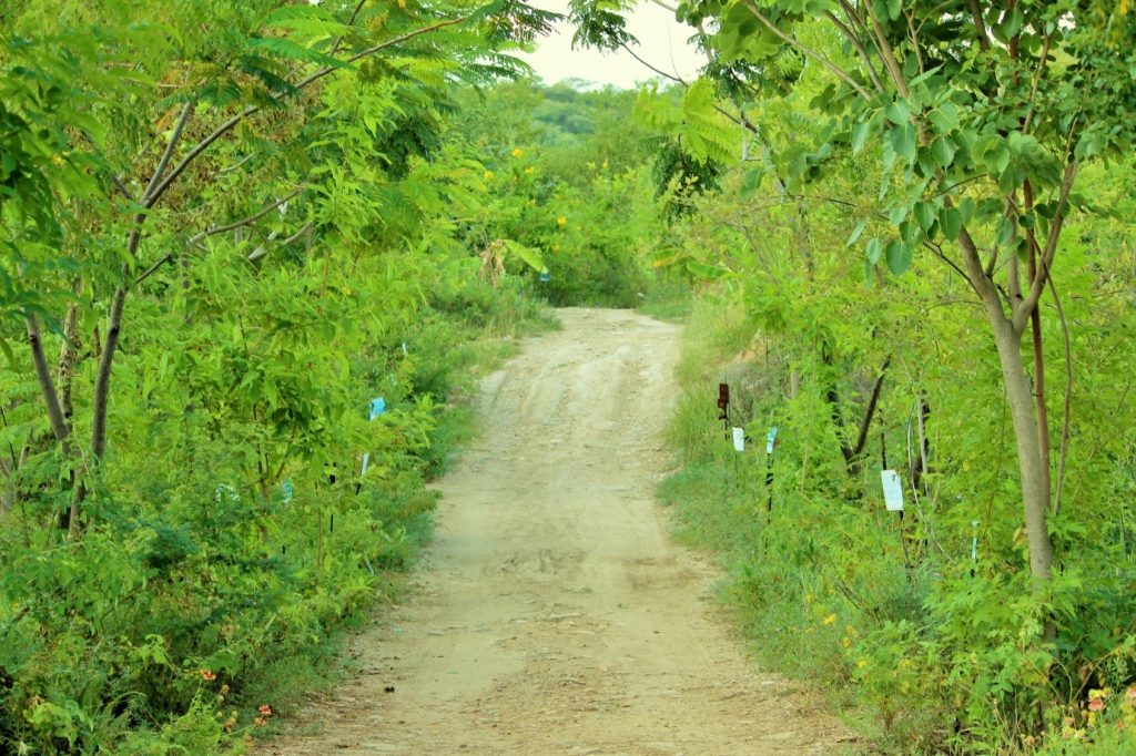 Piplantri Arboles Niñas 3