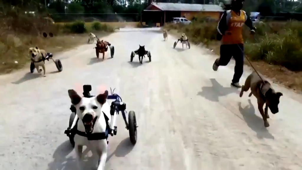 perritos discapacitados